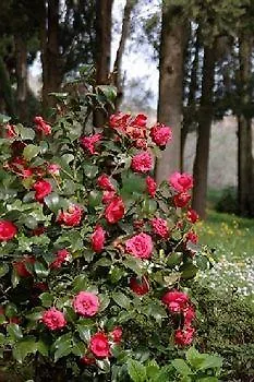 Bed & Breakfast La Cappella